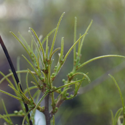 Frangula alnus 'Aspleniifolia'